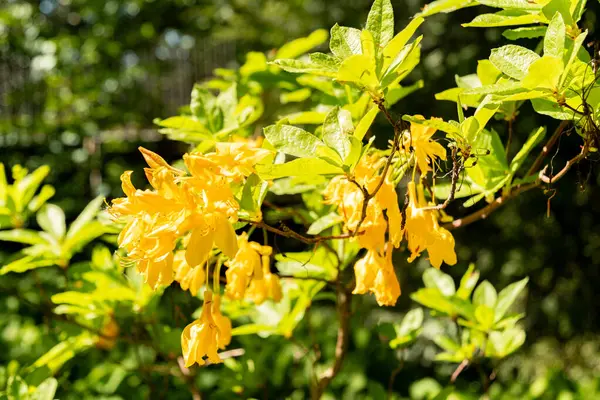 Zürih, İsviçre, 1 Mayıs 2025 Rhododendron Luteum veya botanik bahçesindeki sarı açelya bitkisi