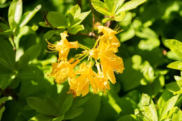 Zürih, İsviçre, 1 Mayıs 2025 Rhododendron Luteum veya botanik bahçesindeki sarı açelya bitkisi