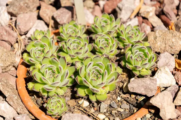 Zürih, İsviçre, 1 Mayıs 2025 Sempervivum X Hayekii bitkisi botanik bahçesinde