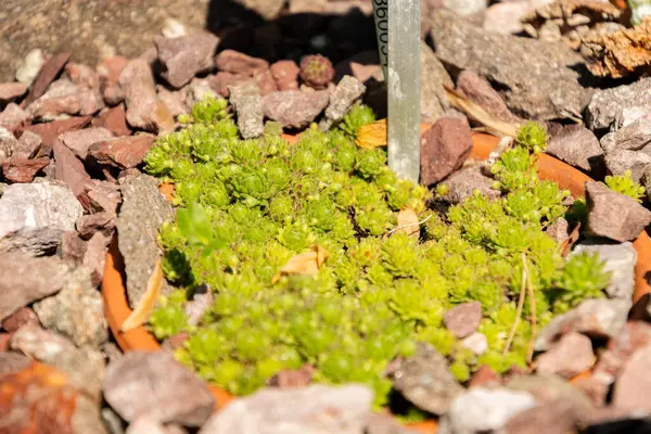 Zürih, İsviçre, 1 Mayıs 2025 Sempervivum X Barbulatum bitkisi botanik bahçesinde