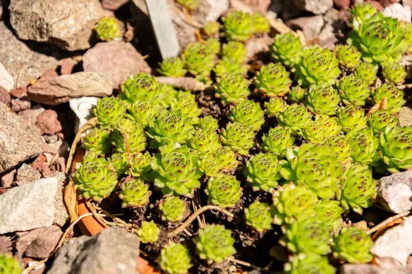 Zürih, İsviçre, 1 Mayıs 2025 Sempervivum X Christii bitkisi botanik bahçesinde