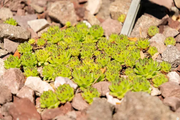 Zürih, İsviçre, 1 Mayıs 2025 Sempervivum X Christii bitkisi botanik bahçesinde