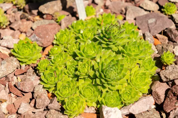 Zürih, İsviçre, 1 Mayıs 2025 Sempervivum X Rupicolum bitkisi botanik bahçesinde