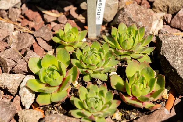 Zürih, İsviçre, 1 Mayıs 2025 Sempervivum Wulfenii bitkisi botanik bahçesinde