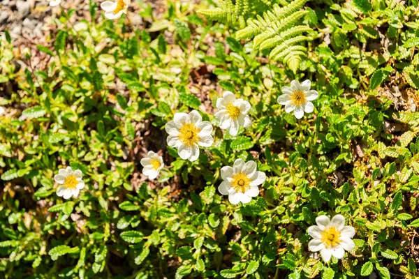 Zürih, İsviçre, 1 Mayıs 2025 Dryas Octopetala veya Dağ bitkileri botanik bahçesinde