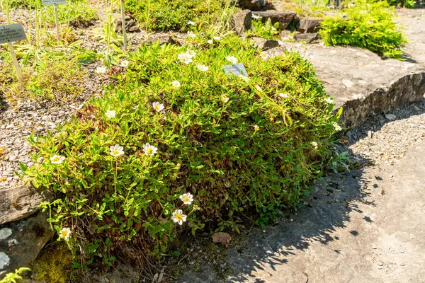 Zürih, İsviçre, 1 Mayıs 2025 Dryas Octopetala veya Dağ bitkileri botanik bahçesinde