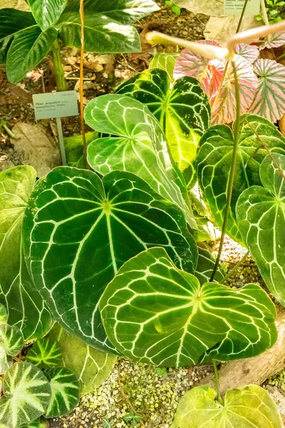 Zürih, İsviçre, 1 Mayıs 2025 Anthurium Kristallinum bitkisi botanik bahçesinde