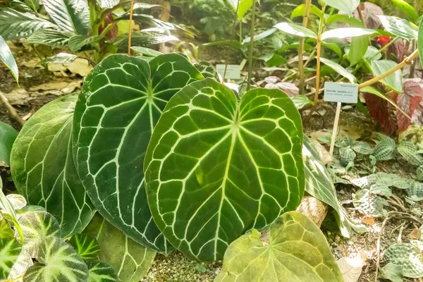 Zürih, İsviçre, 1 Mayıs 2025 Anthurium Kristallinum bitkisi botanik bahçesinde