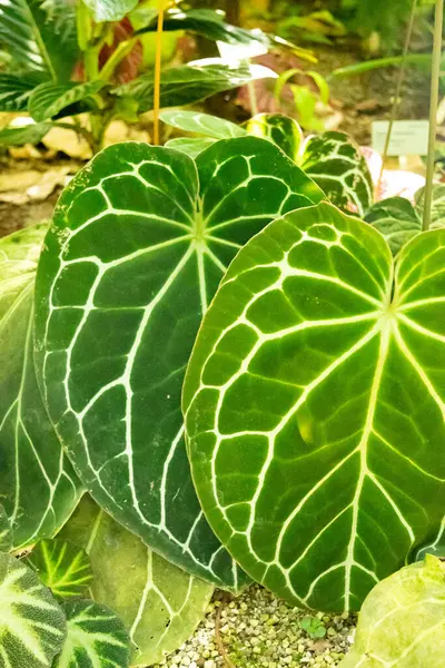 Zürih, İsviçre, 1 Mayıs 2025 Anthurium Kristallinum bitkisi botanik bahçesinde