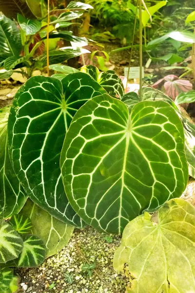 Zürih, İsviçre, 1 Mayıs 2025 Anthurium Kristallinum bitkisi botanik bahçesinde