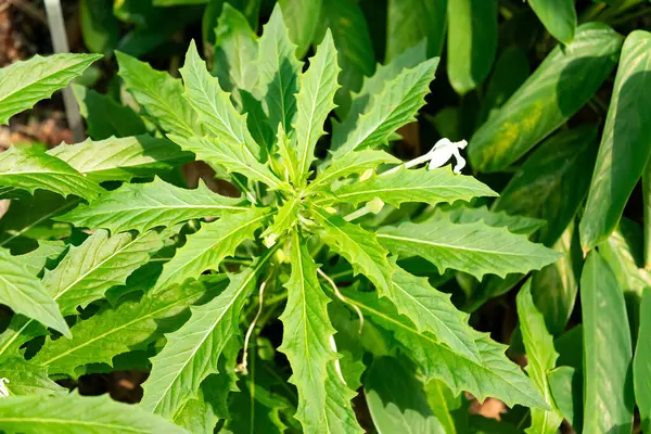 Zürih, İsviçre, 1 Mayıs 2025 Hippobroma Longiflora veya botanik bahçesindeki Beytüllahim bitkisinin yıldızı