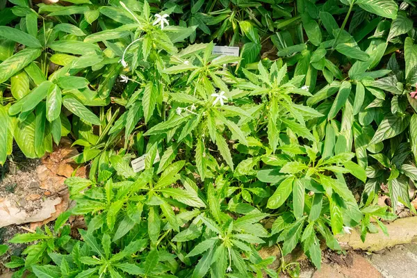 Zürih, İsviçre, 1 Mayıs 2025 Hippobroma Longiflora veya botanik bahçesindeki Beytüllahim bitkisinin yıldızı