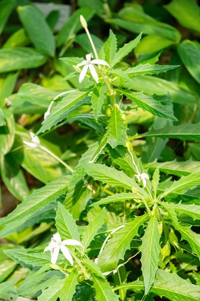 Zürih, İsviçre, 1 Mayıs 2025 Hippobroma Longiflora veya botanik bahçesindeki Beytüllahim bitkisinin yıldızı