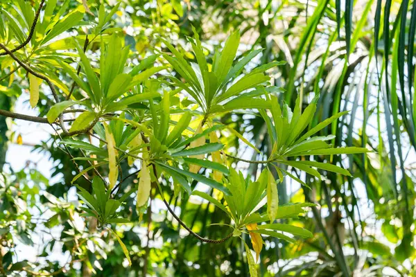 Zürih, İsviçre, 1 Mayıs 2025 Mathurina Penduliflora bitkisi botanik bahçesinde.