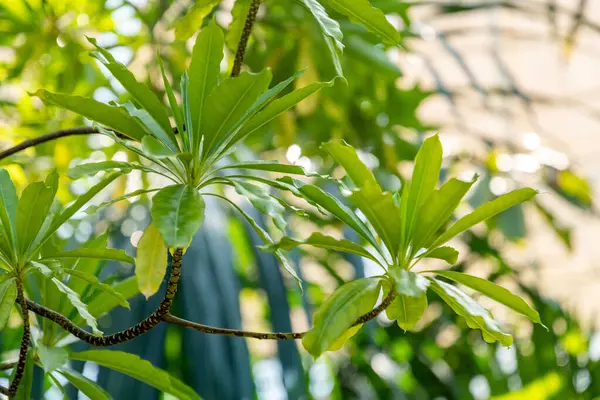 Zürih, İsviçre, 1 Mayıs 2025 Mathurina Penduliflora bitkisi botanik bahçesinde.