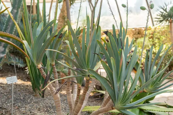 Zürih, İsviçre, 1 Mayıs 2025 Aloe Plicatilis veya botanik bahçesindeki fan aloe bitkisi