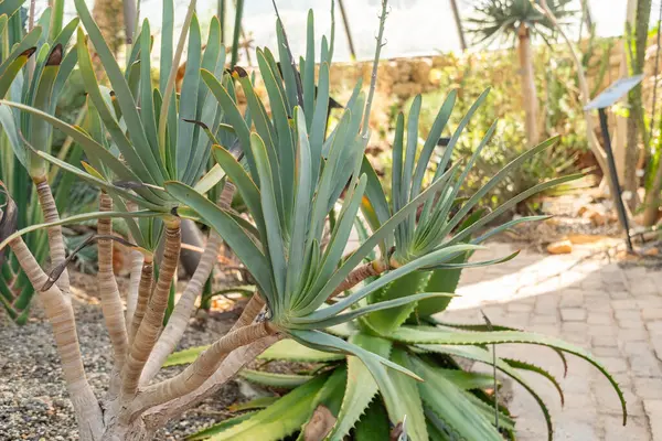 Zürih, İsviçre, 1 Mayıs 2025 Aloe Plicatilis veya botanik bahçesindeki fan aloe bitkisi