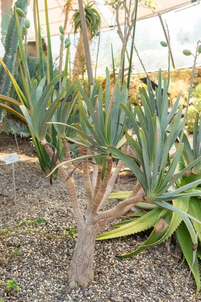 Zürih, İsviçre, 1 Mayıs 2025 Aloe Plicatilis veya botanik bahçesindeki fan aloe bitkisi