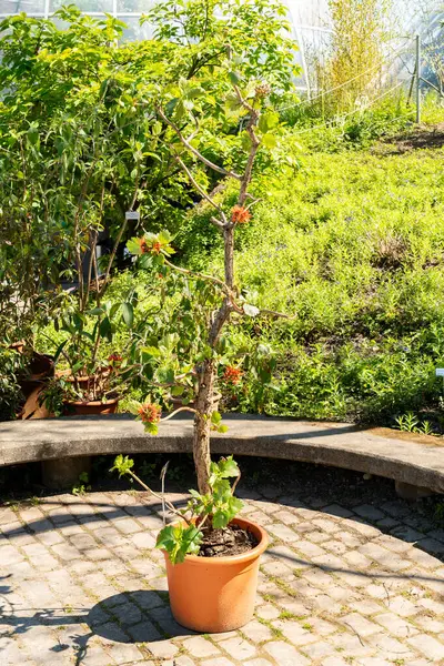 Zürih, İsviçre, 1 Mayıs 2025 Greyia Sutherlandii veya botanik bahçesindeki bir şişe fırçası fabrikası