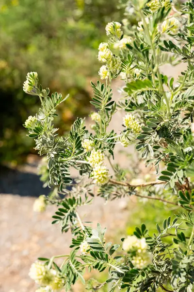 Zürih, İsviçre, 1 Mayıs 2025 Anthyllis Barba Jovis veya Jüpiter 'in botanik bahçesindeki sakal bitkisi
