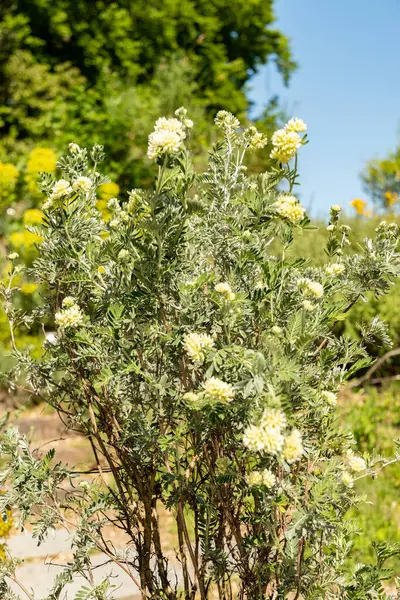 Zürih, İsviçre, 1 Mayıs 2025 Anthyllis Barba Jovis veya Jüpiter 'in botanik bahçesindeki sakal bitkisi