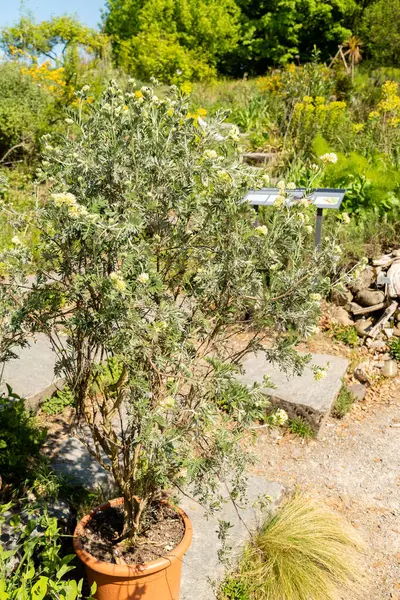 Zürih, İsviçre, 1 Mayıs 2025 Anthyllis Barba Jovis veya Jüpiter 'in botanik bahçesindeki sakal bitkisi