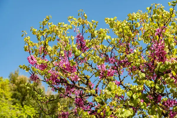 Zürih, İsviçre, 1 Mayıs 2025 Cercis Siliquastrum veya botanik bahçesindeki Judas ağacı