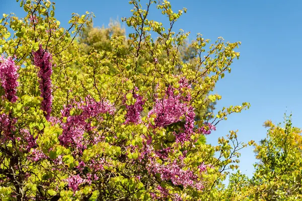 Zürih, İsviçre, 1 Mayıs 2025 Cercis Siliquastrum veya botanik bahçesindeki Judas ağacı