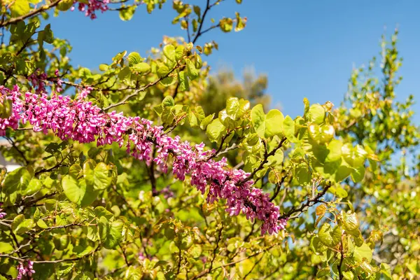 Zürih, İsviçre, 1 Mayıs 2025 Cercis Siliquastrum veya botanik bahçesindeki Judas ağacı