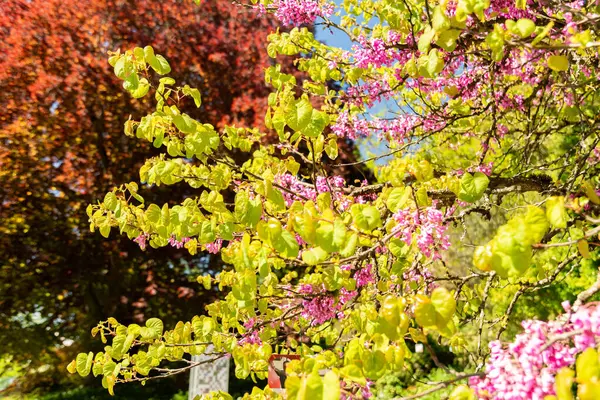 Zürih, İsviçre, 1 Mayıs 2025 Cercis Siliquastrum veya botanik bahçesindeki Judas ağacı