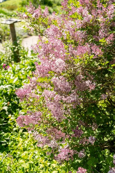 Zürih, İsviçre, 1 Mayıs 2025 Şırınga Ergenliği Botanik Bahçesi