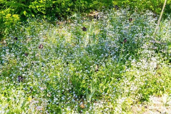 Zürih, İsviçre, 1 Mayıs 2025 Myosotis Sylvatica veya ahşap botanik bahçesinde bitki yetiştirme