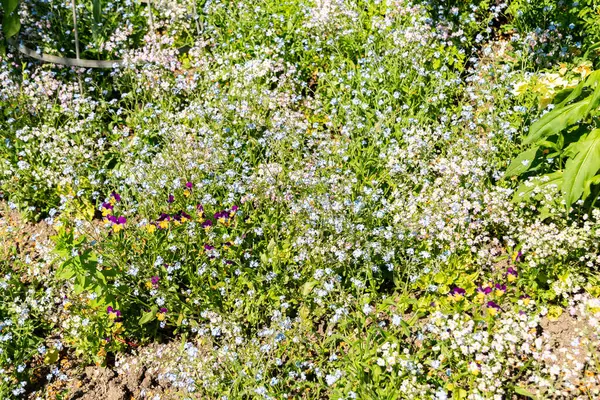 Zürih, İsviçre, 1 Mayıs 2025 Myosotis Sylvatica veya ahşap botanik bahçesinde bitki yetiştirme