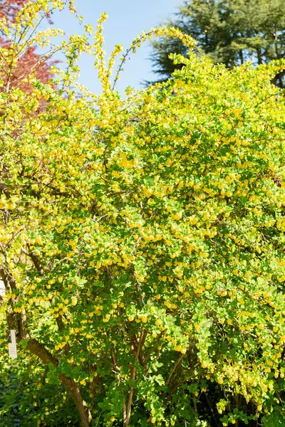 Zürih, İsviçre, 1 Mayıs 2025, Berberis Vulgaris bitkisi botanik bahçesinde.