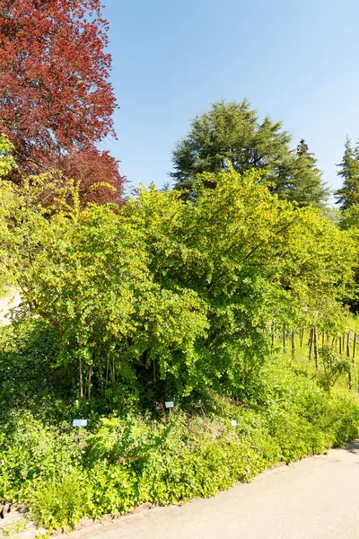 Zürih, İsviçre, 1 Mayıs 2025, Berberis Vulgaris bitkisi botanik bahçesinde.