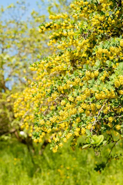 Zürih, İsviçre, 1 Mayıs 2025, Berberis Vulgaris bitkisi botanik bahçesinde.