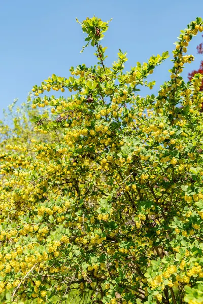 Zürih, İsviçre, 1 Mayıs 2025, Berberis Vulgaris bitkisi botanik bahçesinde.