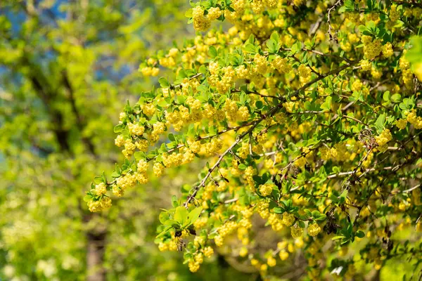 Zürih, İsviçre, 1 Mayıs 2025, Berberis Vulgaris bitkisi botanik bahçesinde.