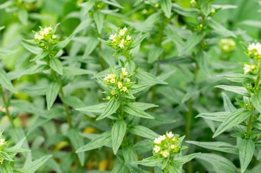 Saint Gallen, İsviçre, 9 Mayıs 2025 Lithospermum Erythrorhizon veya botanik bahçesindeki mor Gromwell bitkisi