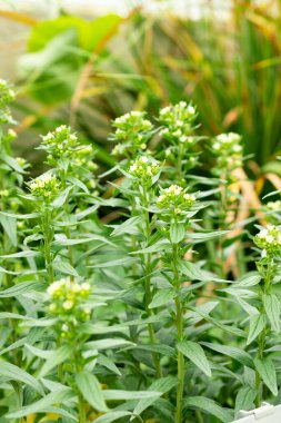 Saint Gallen, İsviçre, 9 Mayıs 2025 Lithospermum Erythrorhizon veya botanik bahçesindeki mor Gromwell bitkisi