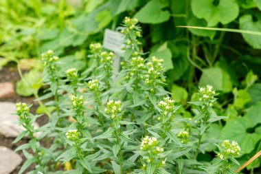 Saint Gallen, İsviçre, 9 Mayıs 2025 Lithospermum Erythrorhizon veya botanik bahçesindeki mor Gromwell bitkisi