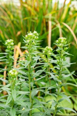 Saint Gallen, İsviçre, 9 Mayıs 2025 Lithospermum Erythrorhizon veya botanik bahçesindeki mor Gromwell bitkisi