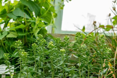 Saint Gallen, İsviçre, 9 Mayıs 2025 Lithospermum Erythrorhizon veya botanik bahçesindeki mor Gromwell bitkisi