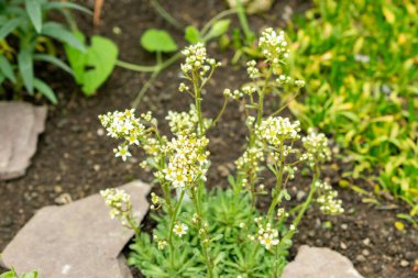 Saint Gallen, İsviçre, 9 Mayıs 2025 Saxifraga Kotschyi bitkisi botanik bahçesinde.