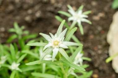 Saint Gallen, İsviçre, 9 Mayıs 2025 Leontopodium Jacotianum fabrikası Botanik Bahçesi