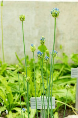 Saint Gallen, İsviçre, 9 Mayıs 2025 Allium Caeruleum veya botanik bahçesindeki mavi küre soğan fabrikası