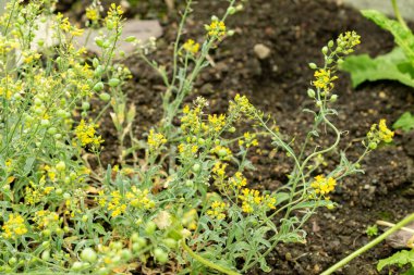 Saint Gallen, İsviçre, 9 Mayıs 2025 Lesquerella Arktika veya botanik bahçesindeki arktik mesane fabrikası