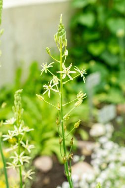 Saint Gallen, İsviçre, 9 Mayıs 2025 Ornithogalum Flavescens, Botanik Bahçesi.