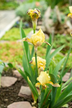 Saint Gallen, İsviçre, 9 Mayıs 2025 Iris Junonia bitkisi botanik bahçesinde.