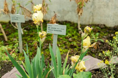 Saint Gallen, İsviçre, 9 Mayıs 2025 Iris Junonia bitkisi botanik bahçesinde.